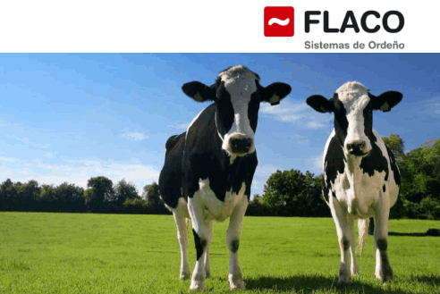 Flaco Inatalaciones Ordeño Vacas Búfalos